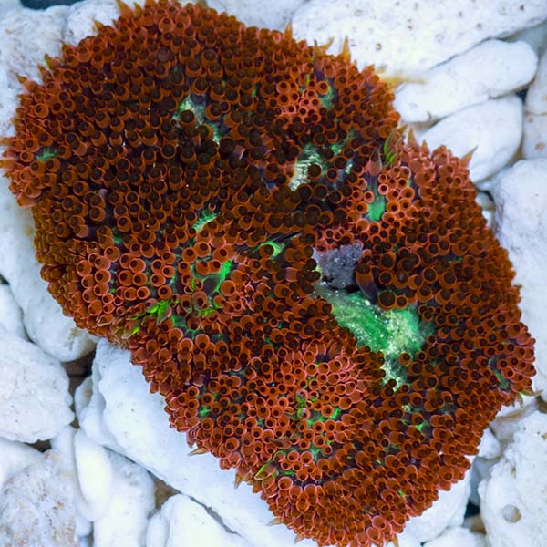 Mini Carpet Anemone Mini Carpet Anemone